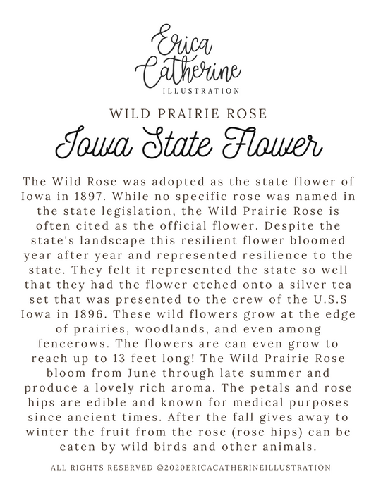 Iowa State Flower Map Print - Seconds Sale