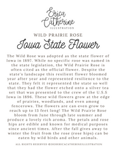 Load image into Gallery viewer, Iowa State Flower Map Print - Seconds Sale
