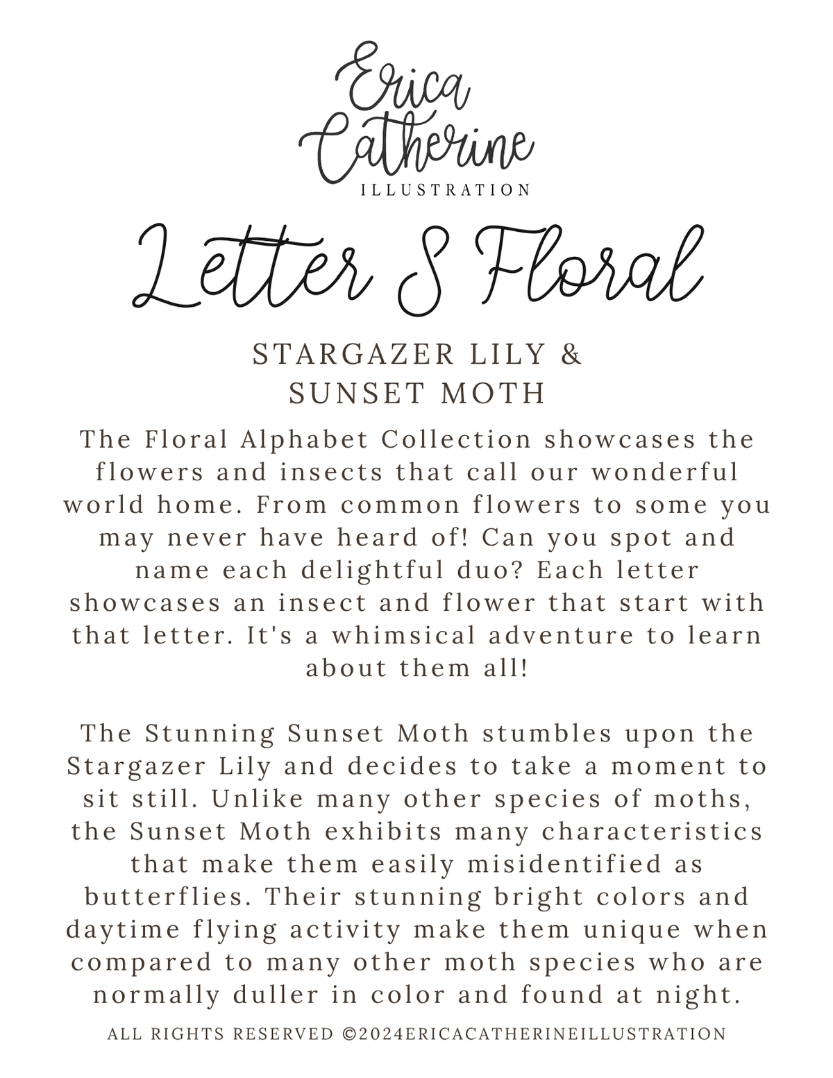 A text-based info card titled 'Erica Catherine Illustration Letter S Floral' with the subtitle 'Stargazer Lily & Sunset Moth.' The page contains descriptive paragraphs about a floral alphabet collection, featuring insects and flowers.