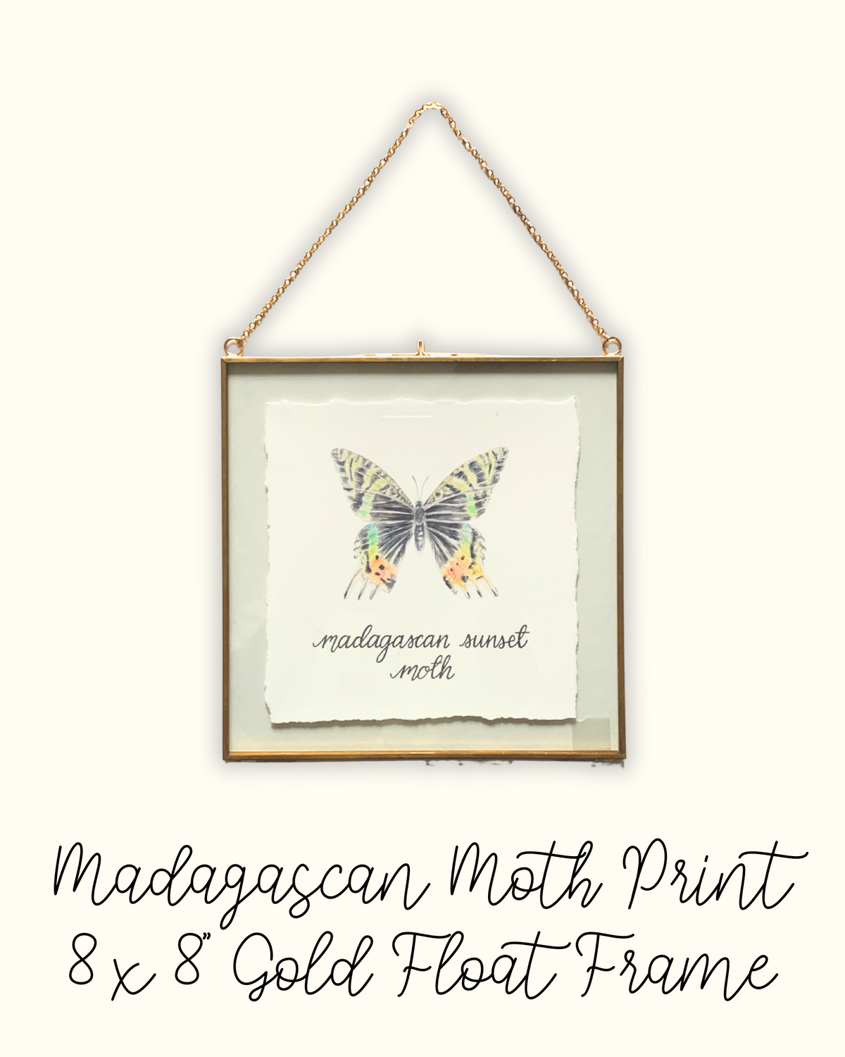 Madagascan Sunset Moth 8x8" Frame - Seconds Sale