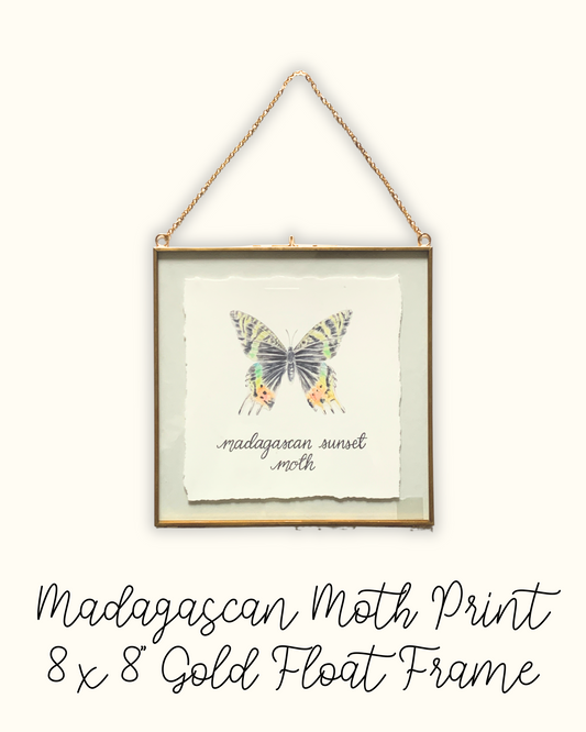 Madagascan Sunset Moth 8x8" Frame - Seconds Sale
