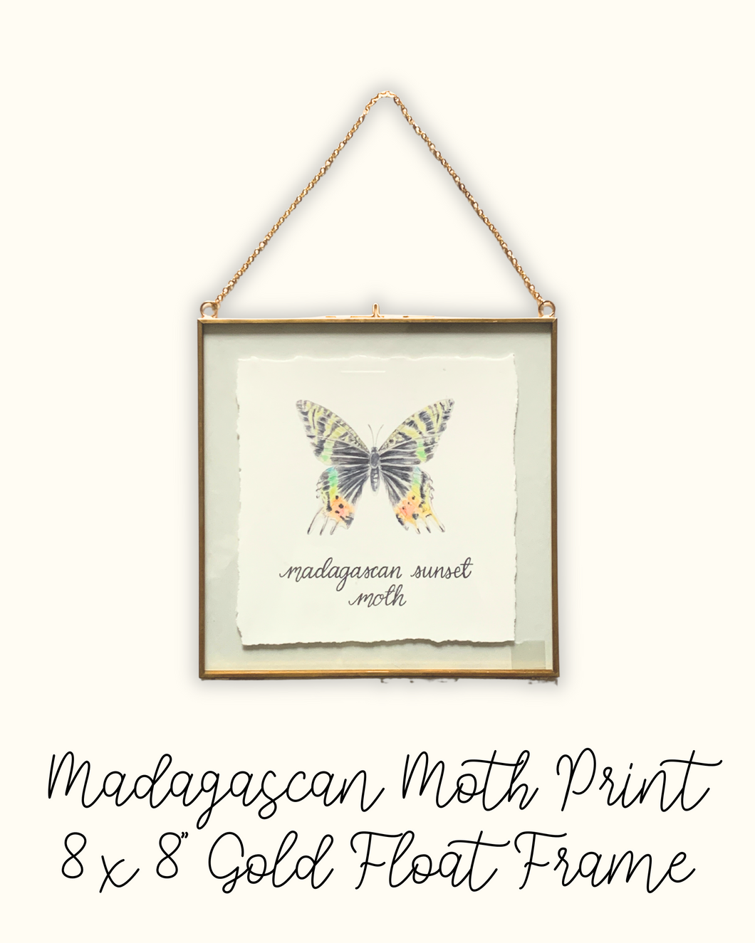 Madagascan Sunset Moth 8x8