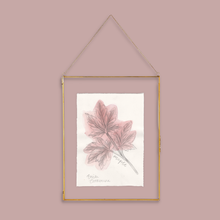 Load image into Gallery viewer, A gold-framed hanging wall art print featuring a botanical illustration of pinkish maple leaves on textured white paper, suspended by a gold chain against a dusty pink background.
