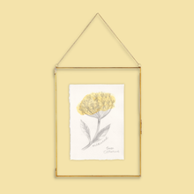 Load image into Gallery viewer, A framed botanical art print of a yellow milkweed flower, hanging from a thin gold wire frame against a solid pale yellow background.
