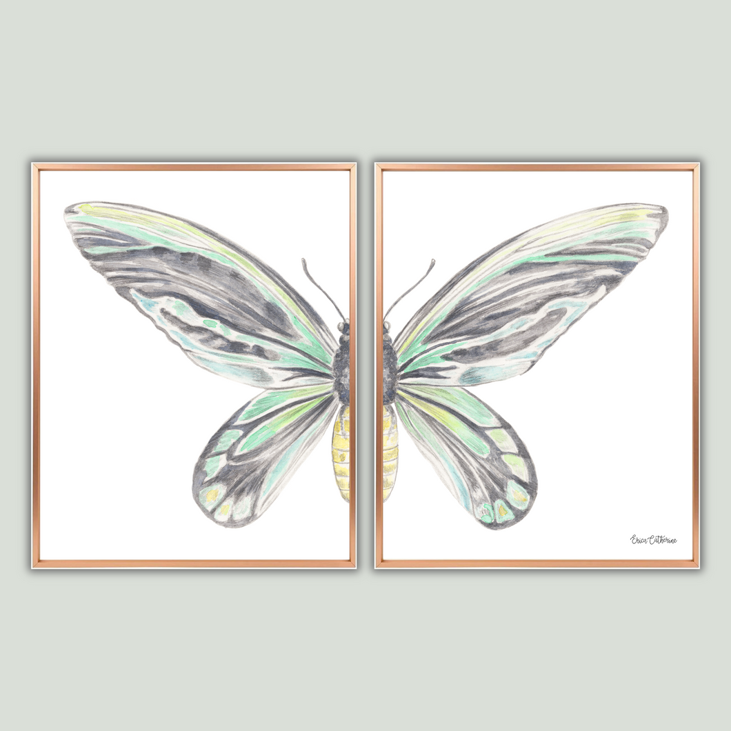 Queen Alexandra's Birdwing Large Diptych