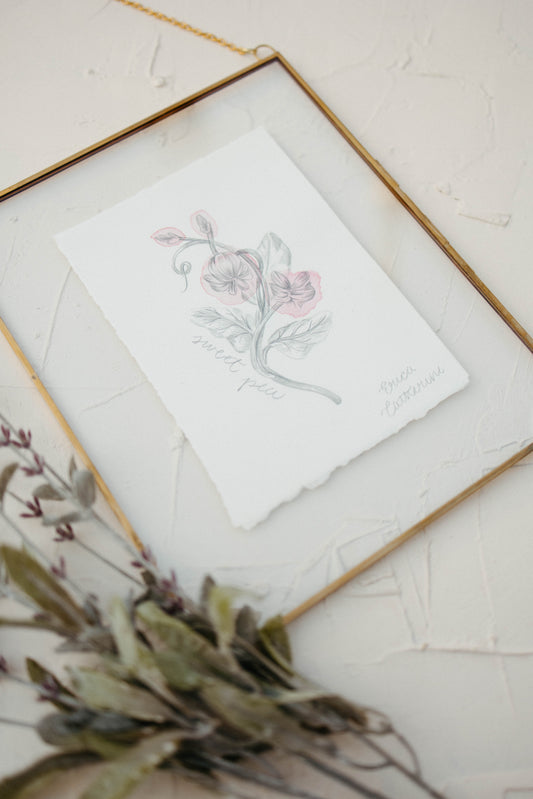 April Birth Flower - Sweet Pea Mini Original Drawing