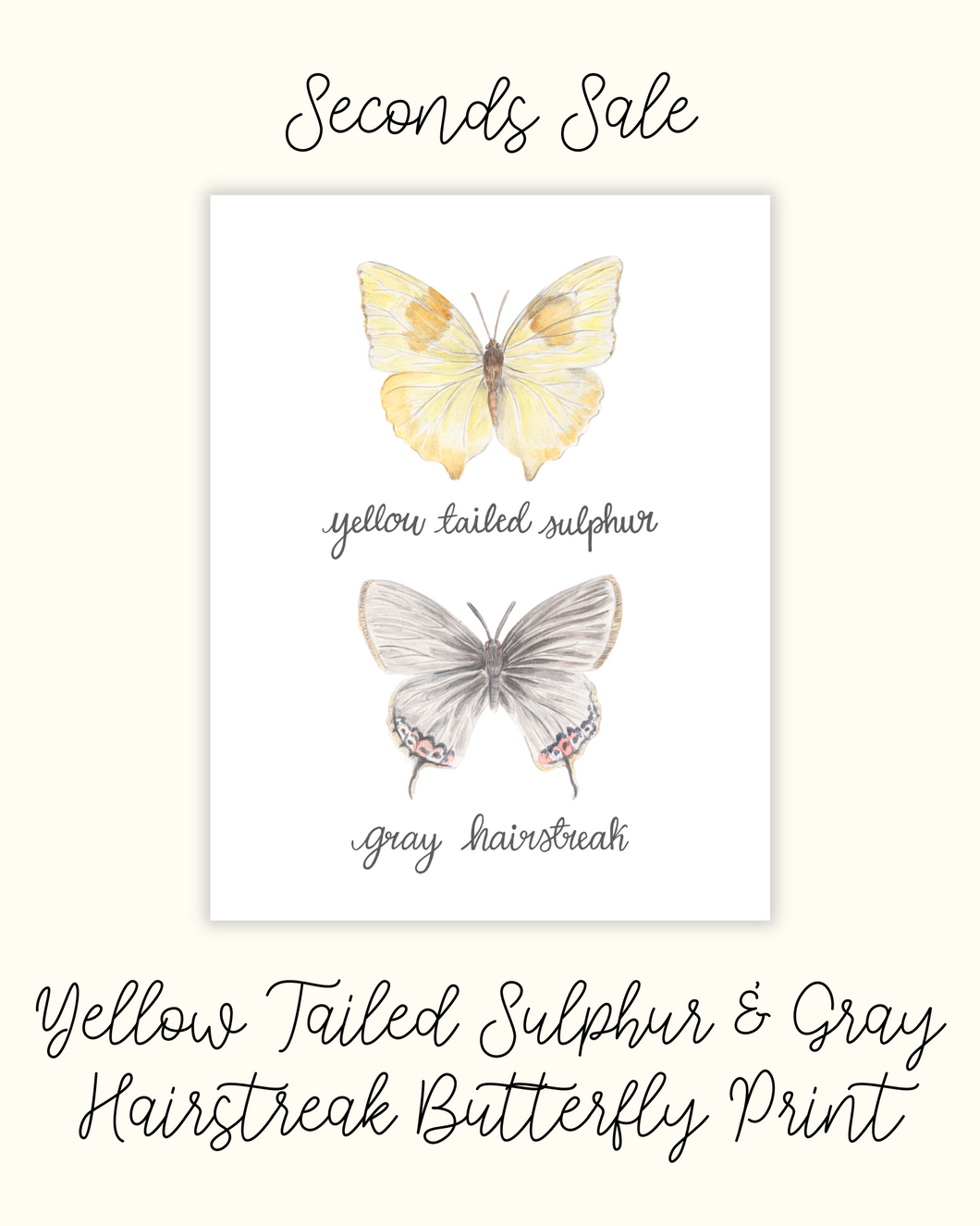 Yellow Tailed Sulphur and Gray Hairstreak Butterfly - Seconds Sale