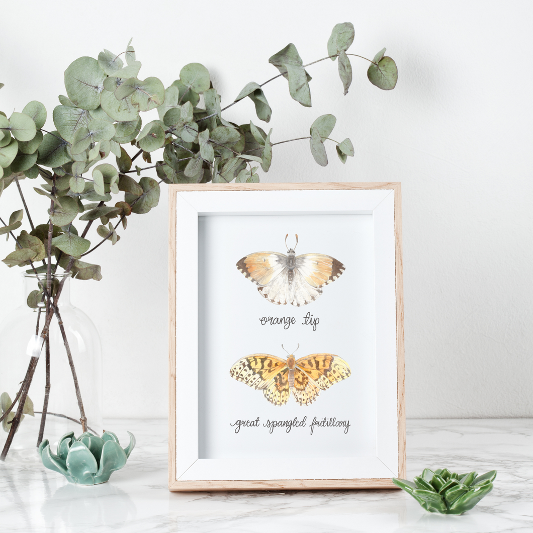 Orange Tip and Great Spangled Fritillary Butterfly Art Print
