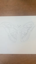 Load and play video in Gallery viewer, Atlas Moth
