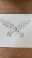 Load and play video in Gallery viewer, Queen Alexandra Birdwing Butterfly Print
