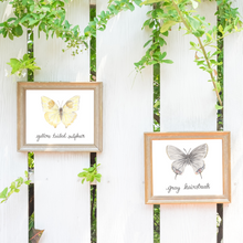 Load image into Gallery viewer, Yellow Tailed Sulphur Butterfly Print
