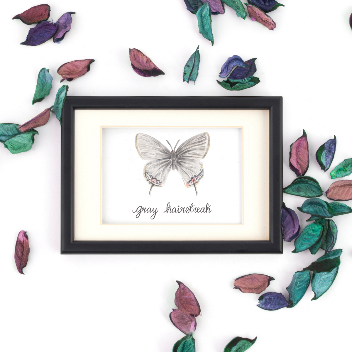 Gray Hairstreak Butterfly Print