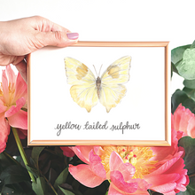 Load image into Gallery viewer, Yellow Tailed Sulphur Butterfly Print
