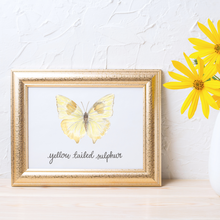 Load image into Gallery viewer, Yellow Tailed Sulphur Butterfly Print
