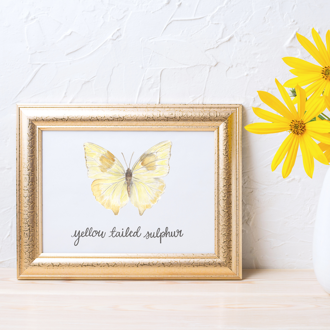 Yellow Tailed Sulphur Butterfly Print