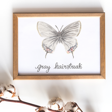 Load image into Gallery viewer, Gray Hairstreak Butterfly Print
