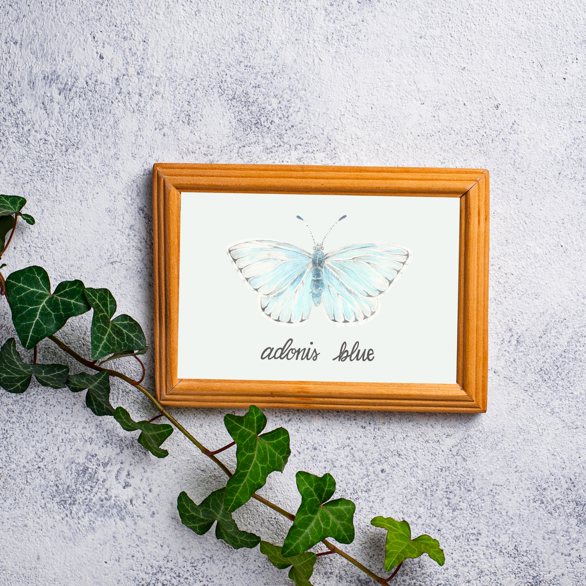 The framed butterfly print is a warm wood frame placed on a textured grey concrete background. A strand of green ivy goes from the left to the bottom middle of the picture and a long the bottom corner of the framed butterfly. The butterfly painting is of the Adonis Blue Butterfly, a light blue butterfly.