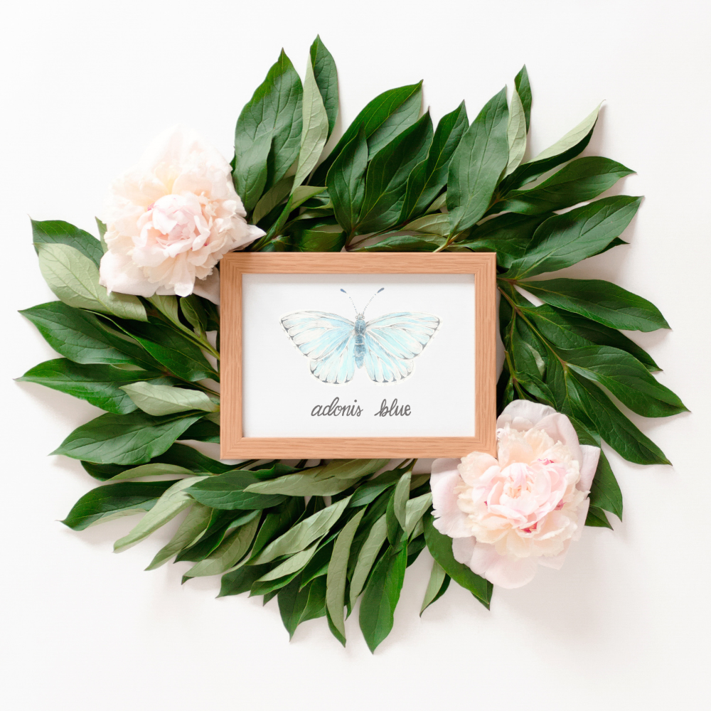 The framed butterfly print is of the Adonis blue butterfly, a light blue butterfly. The Print is framed in a light warm wood frame. Large green leaves and light pink flowers surround the framed print.
