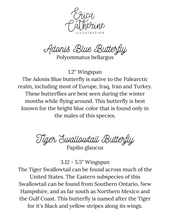 Load image into Gallery viewer, Adonis Blue &amp; Tiger Swallowtail Butterfly Art Print
