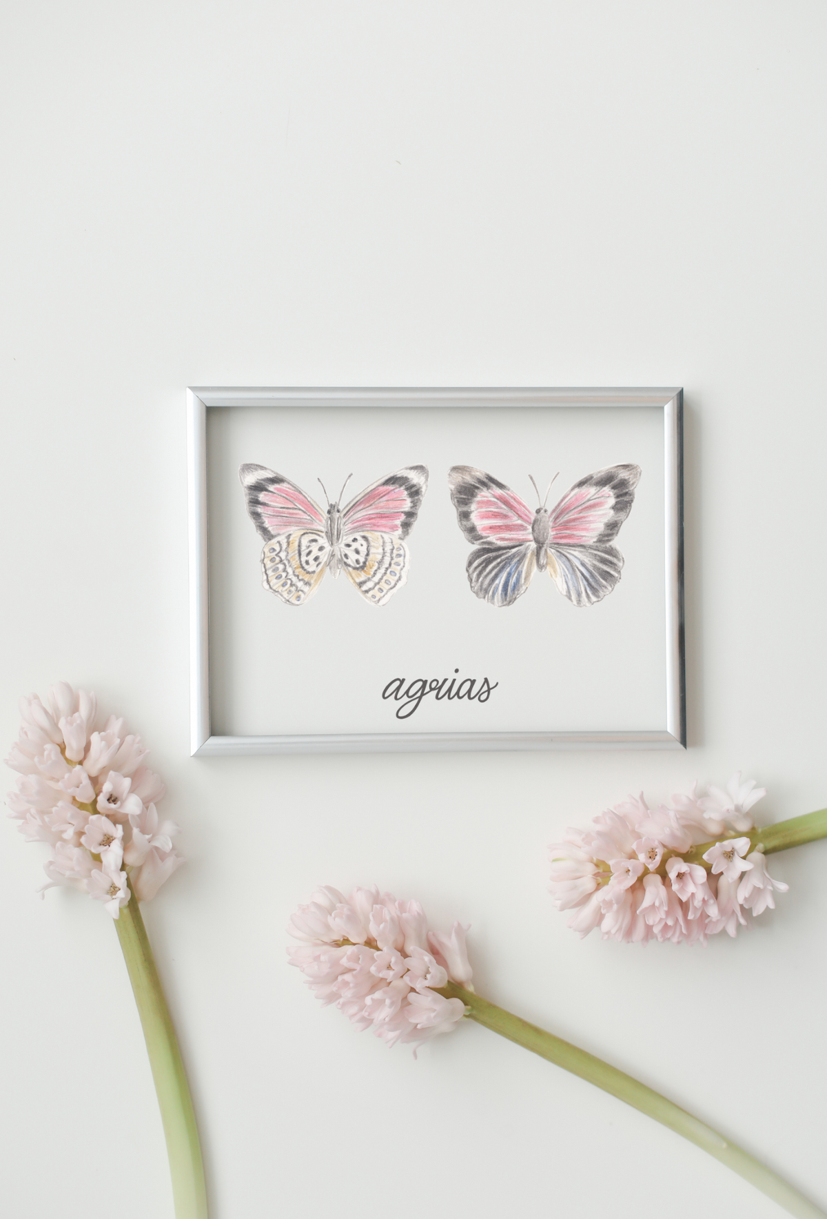 Agrias Butterfly Art Print
