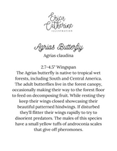 Load image into Gallery viewer, Agrias Butterfly Art Print
