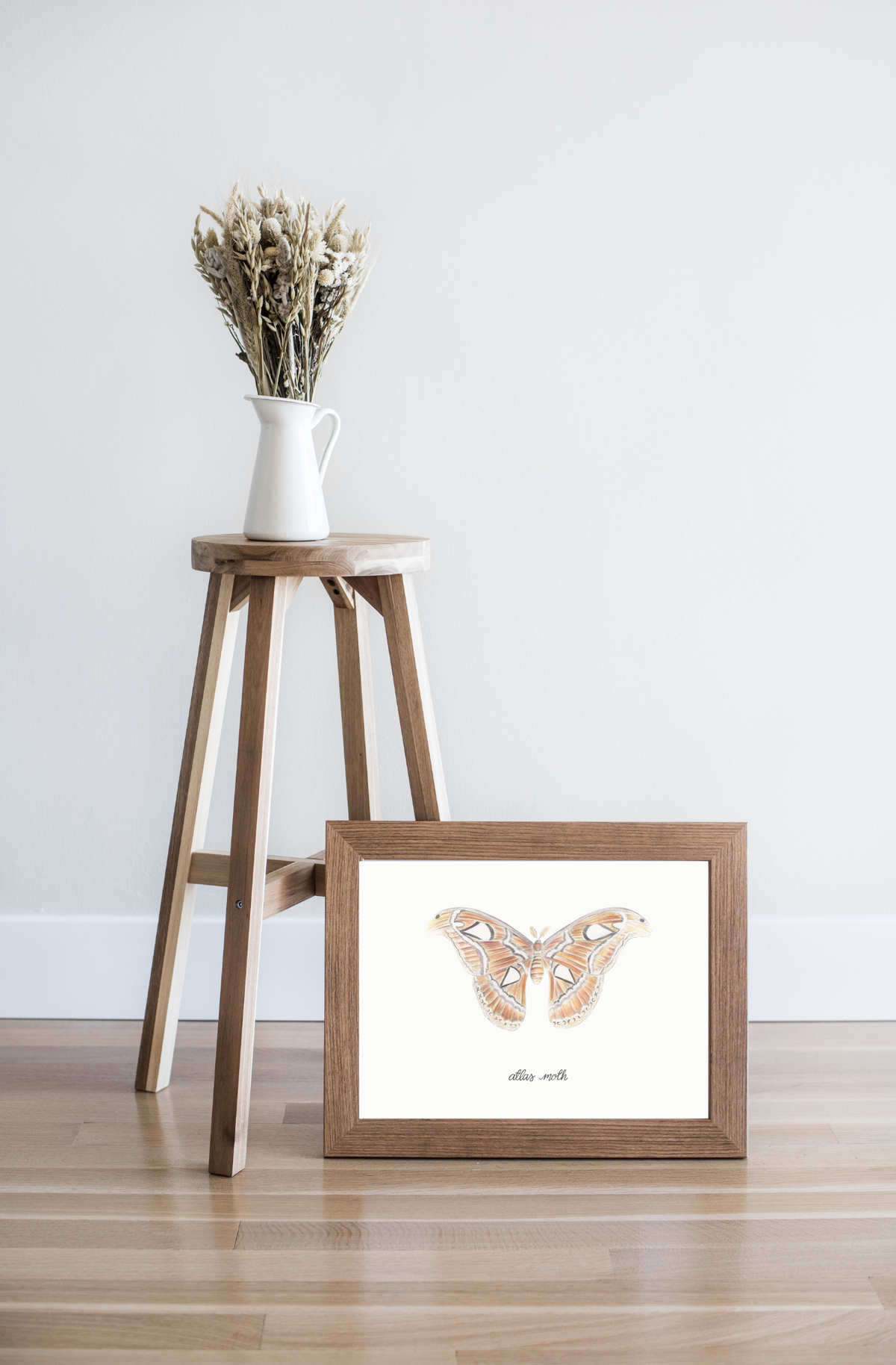 Atlas Moth
