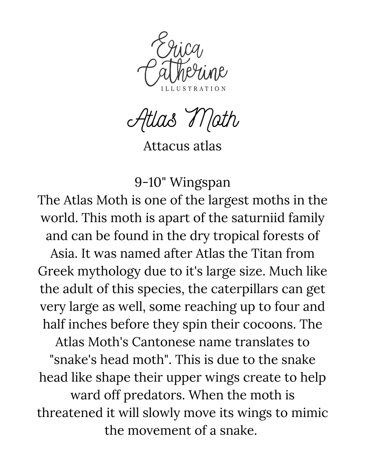 Atlas Moth
