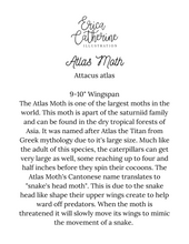 Load image into Gallery viewer, Atlas Moth
