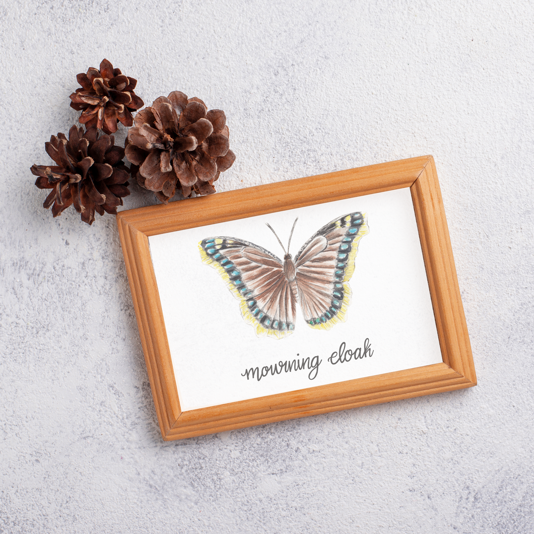 Mourning Cloak Butterfly Art Print