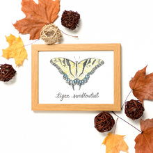 Load image into Gallery viewer, Tiger Swallowtail Butterfly Art Print
