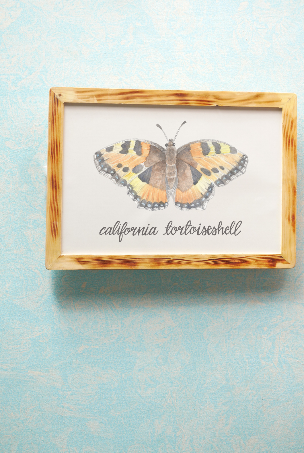 California Tortoiseshell Butterfly