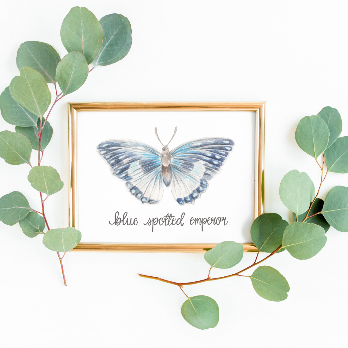 Blue Spotted Emperor Butterfly