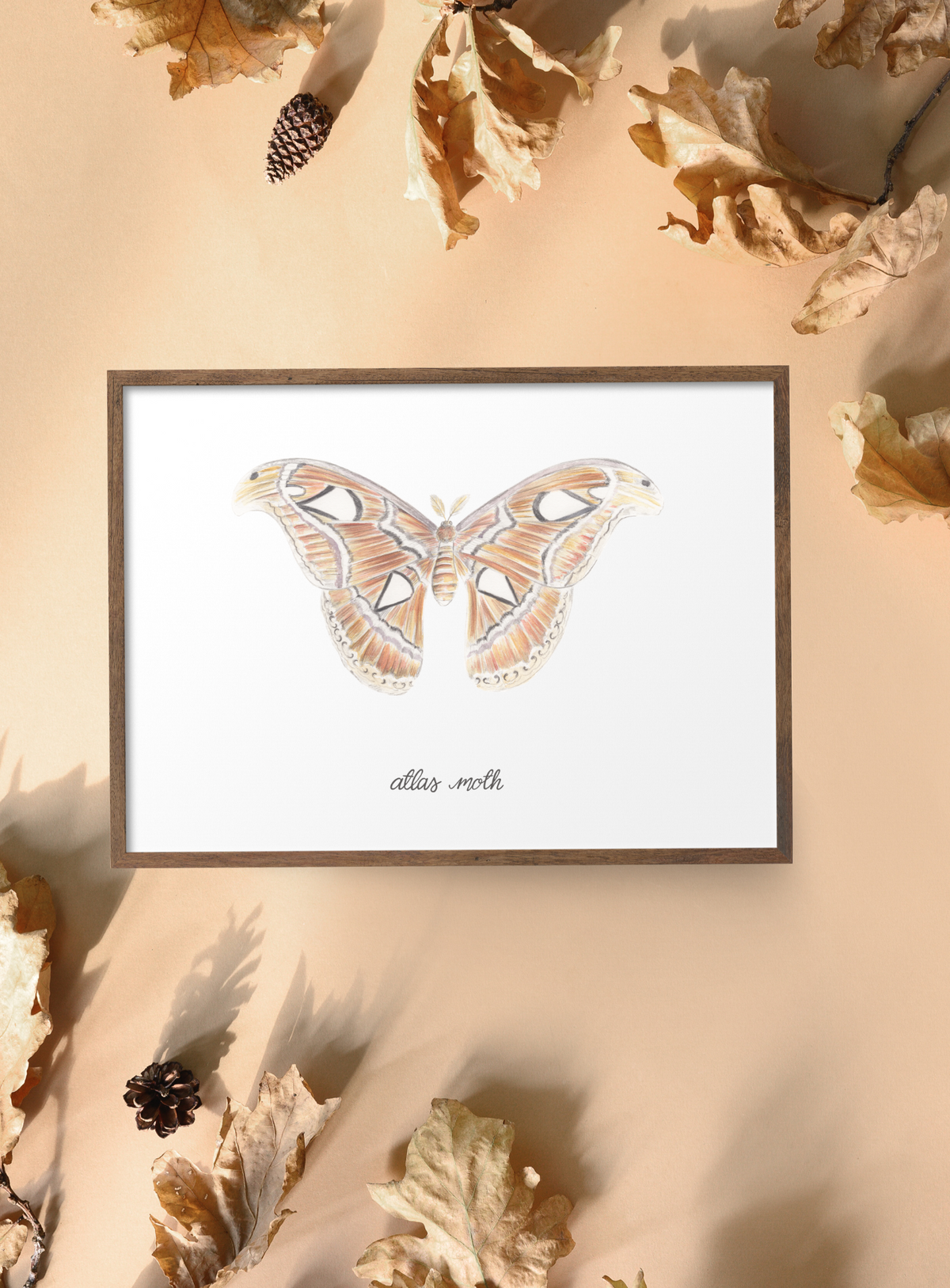 Atlas Moth