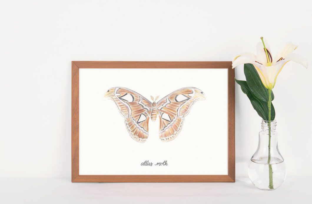 Atlas Moth