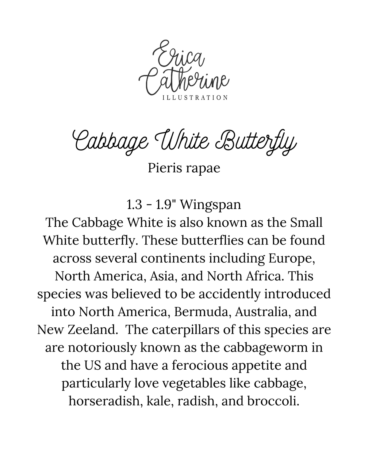 Cabbage White Butterfly Art Print