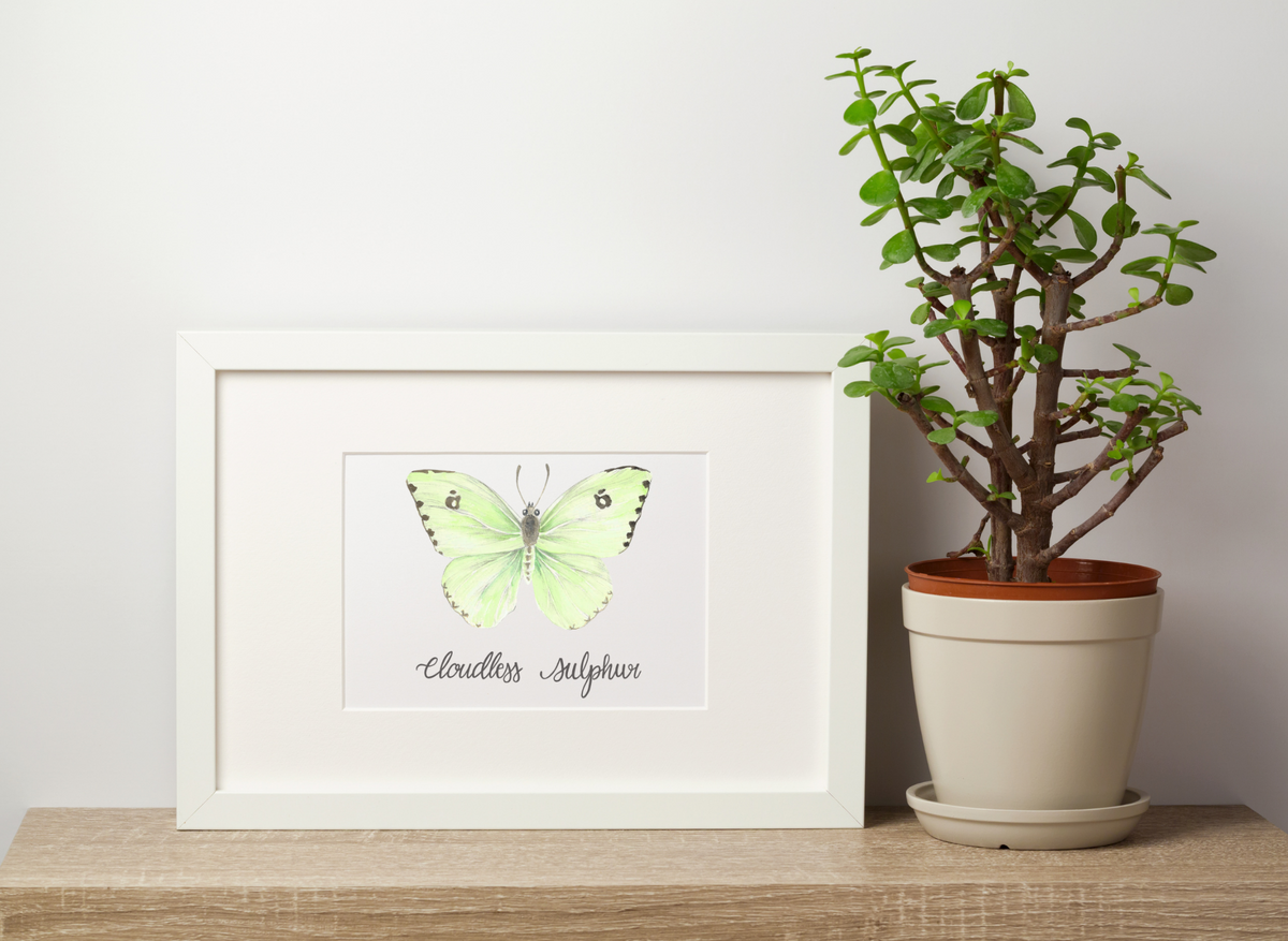 Cloudless Sulphur Butterfly Art Print