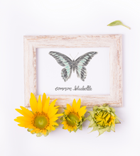Load image into Gallery viewer, Common Bluebottle Butterfly Art Print
