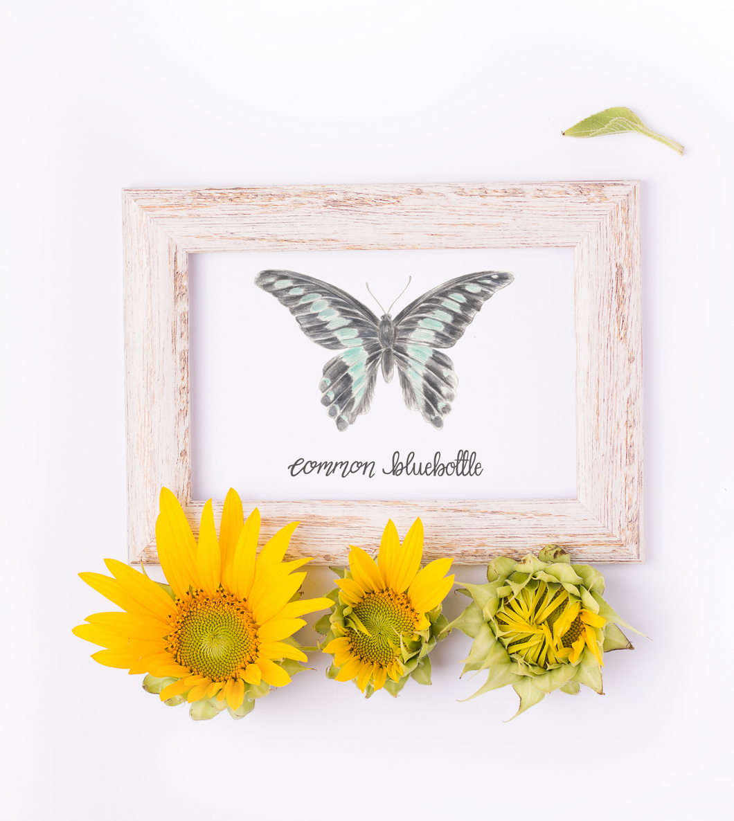 Common Bluebottle Butterfly Art Print