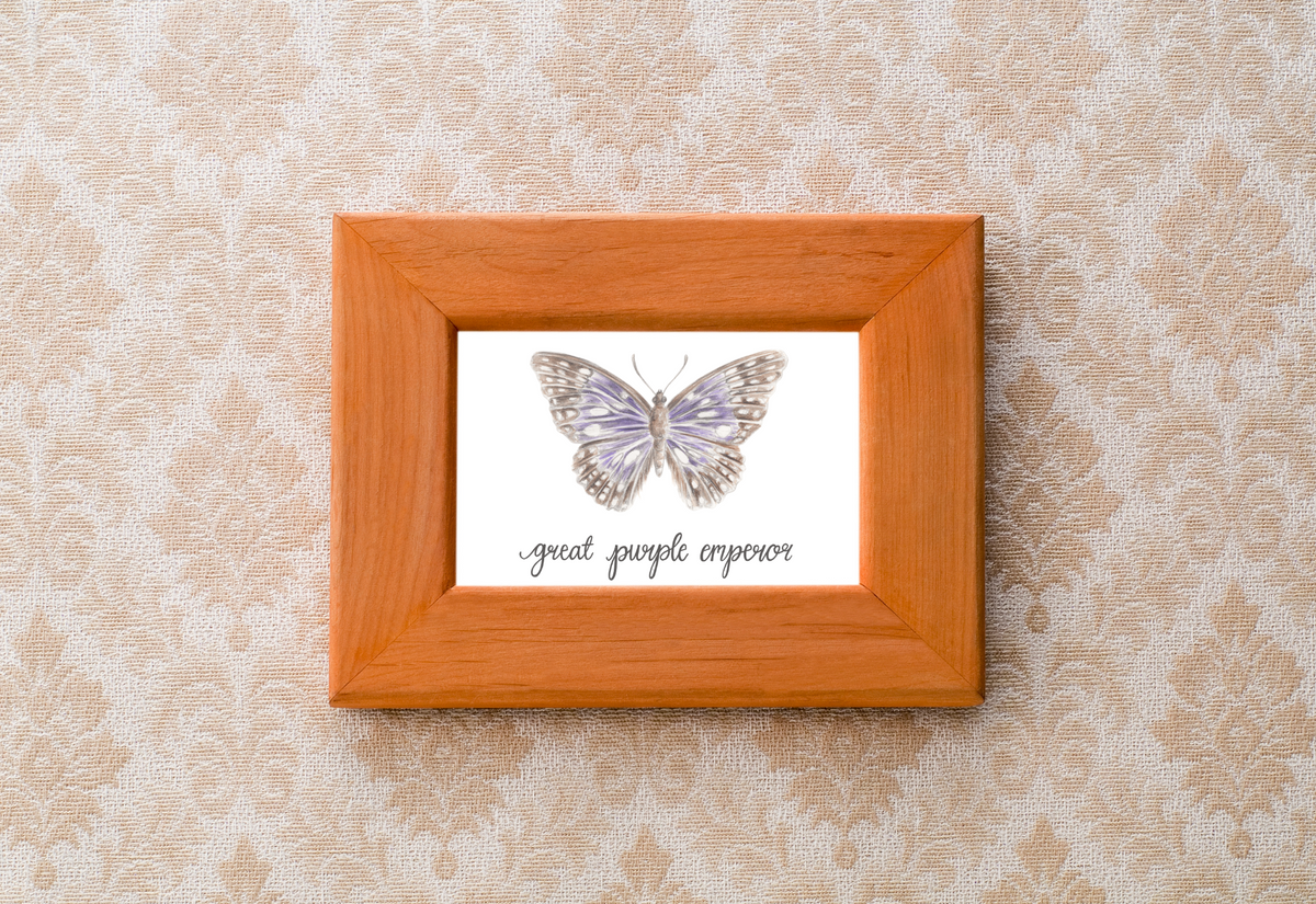 Great Purple Emperor Butterfly Art Print
