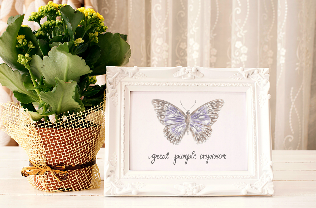 Great Purple Emperor Butterfly Art Print