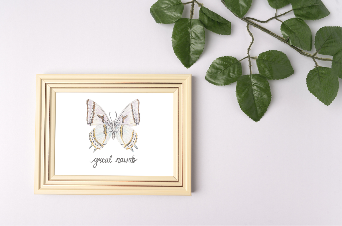 Great Nawab Butterfly Art Print