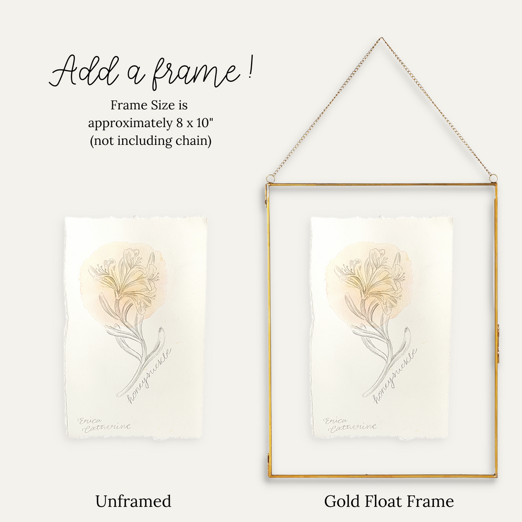 June Birth Flower - Honeysuckle Mini Original Drawing