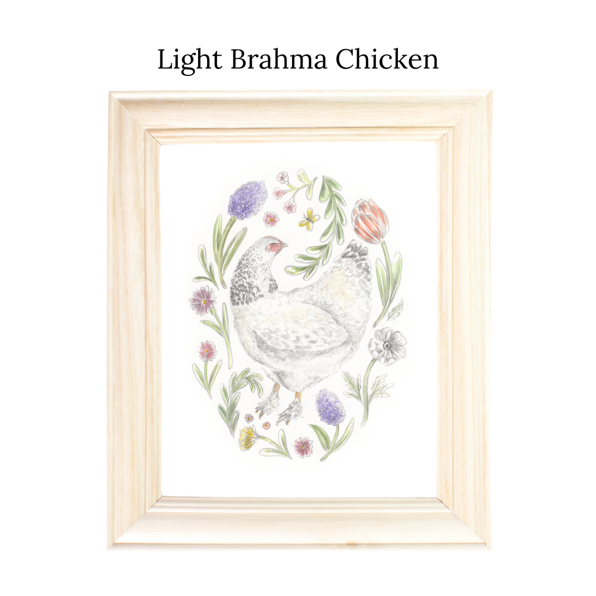 Backyard Chickens Print Series
