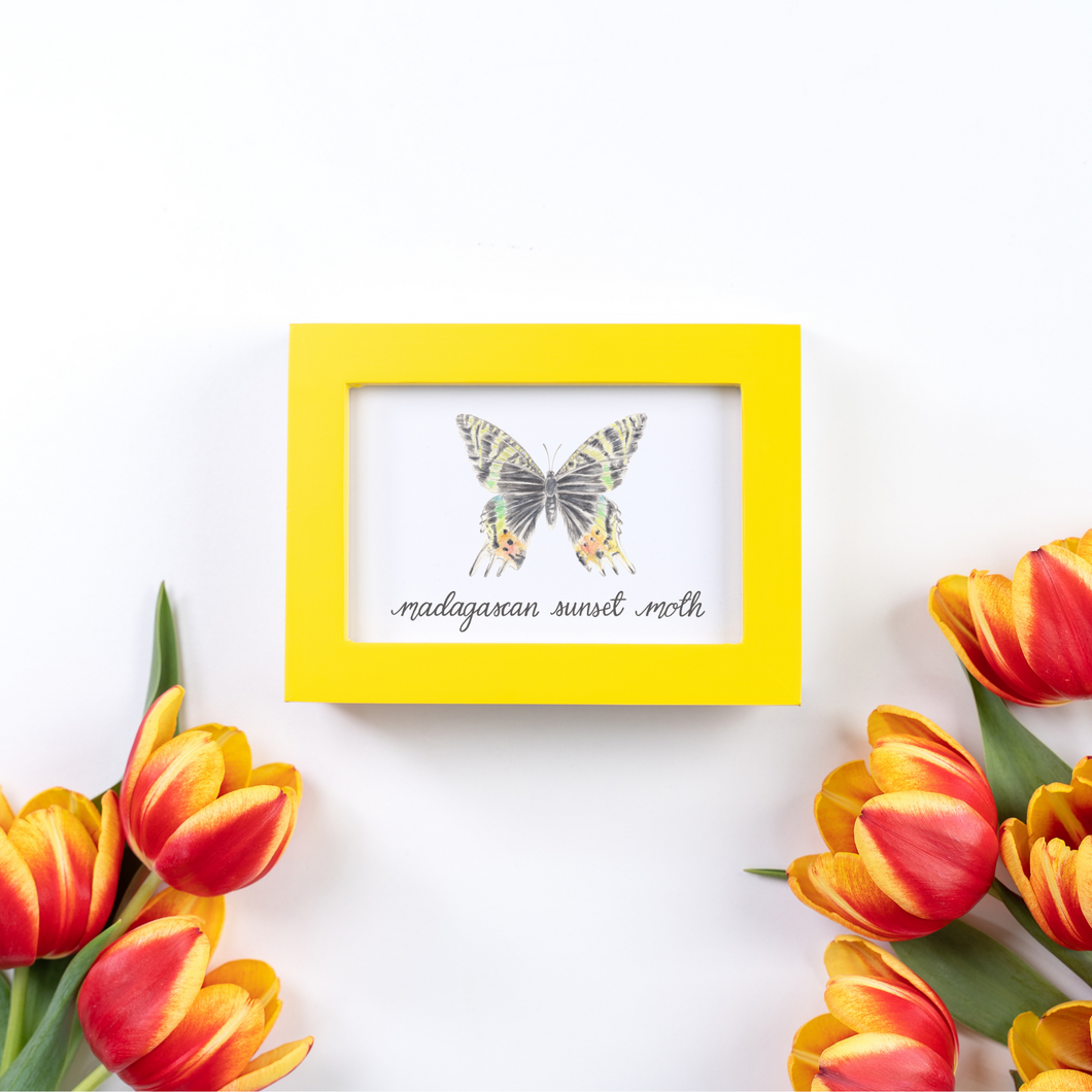 Madagascan Sunset Moth Art Print