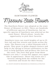 Load image into Gallery viewer, Missouri State Flower Map Vinyl Sticker
