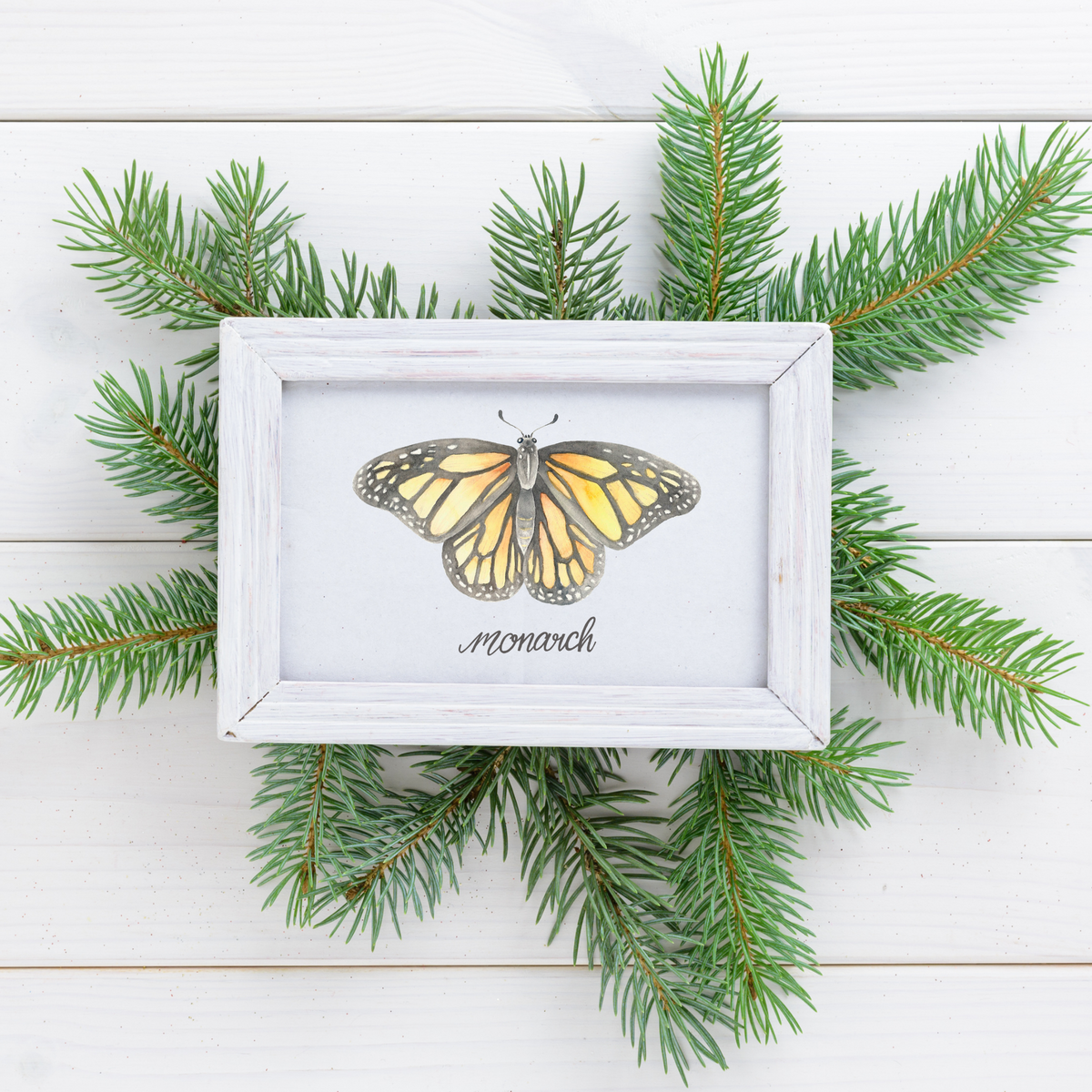 Monarch Butterfly Art Print