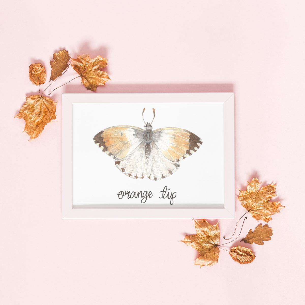 Orange Tip Butterfly Art Print