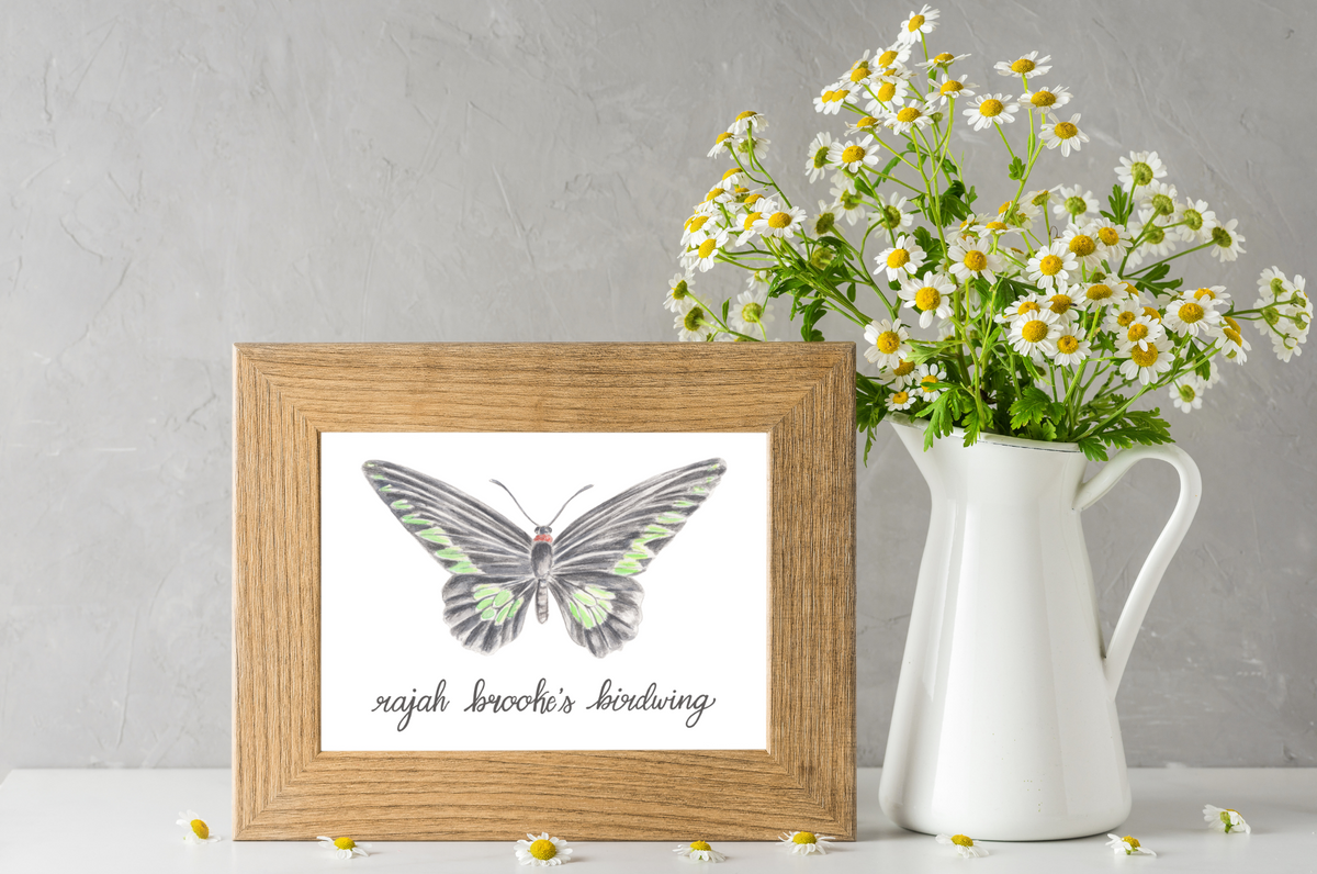 Rajah Brooke's Birdwing Butterfly Art Print