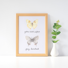 Load image into Gallery viewer, Yellow Tailed Sulphur and Grey Hairstreak Butterfly Art Print
