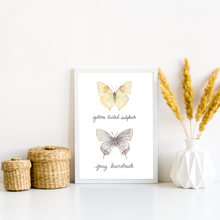 Load image into Gallery viewer, Yellow Tailed Sulphur and Grey Hairstreak Butterfly Art Print
